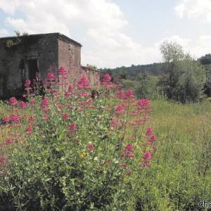 Parco Nazionale del Vesuvio