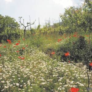 Parco Nazionale del Vesuvio