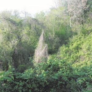 Parco Nazionale del Vesuvio