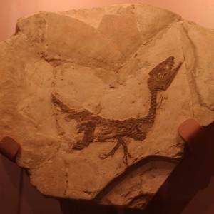 Matese – DinosauroCiroPietraroja foto 5