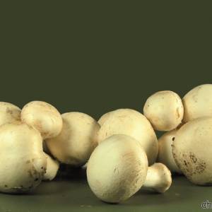 Funghi