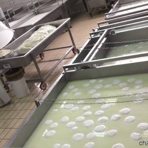 Produzione della Mozzarella di bufala Campana DOP