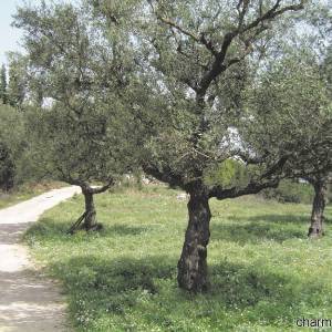 Uliveti per l’olio di oliva campano