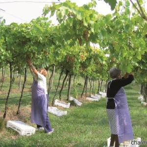 Fasi della raccolta dell’uva