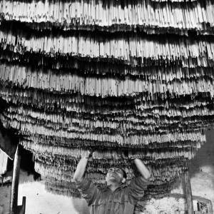 Filari di pasta a Torre Annunziata