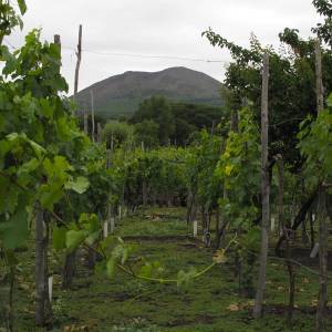 Cantine aperte 2013