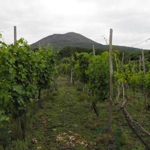 Cantine aperte 2013