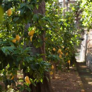 GIARDINO LE GROTTELLE Villa Massa Sorrento (2)