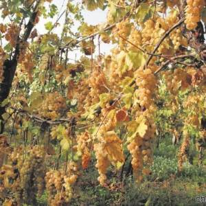 Parco-Nazionale-del-Vesuvio-1-Uliveti
