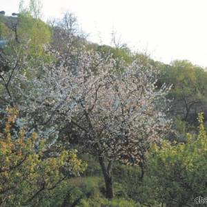 Parco-Nazionale-del-Vesuvio-9