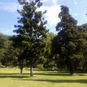 giardino inglse reggia caserta
