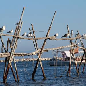 mare pozzuoli cozze decantazione (ph Marina Sgamato)