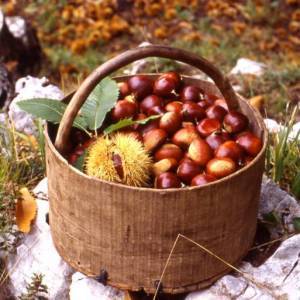Castagne di Montella
