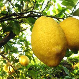 Limoni di Amalfi