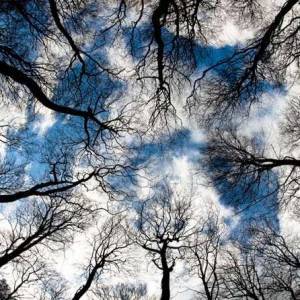 Alberi