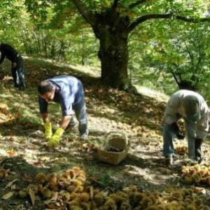 La raccolta delle castagne