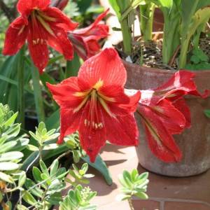 I fiori del giardino