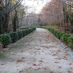 Il viale alberato