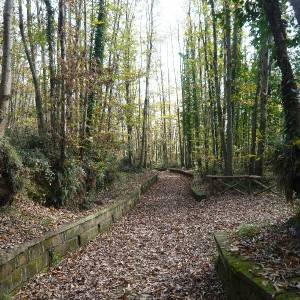 Il parco dei Camaldoli
