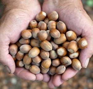 Nocciole appena raccolte