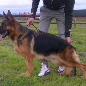 Cane Lupo