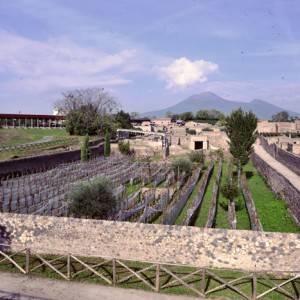 I filari di vite piantati nell’area archeologica vesuviana