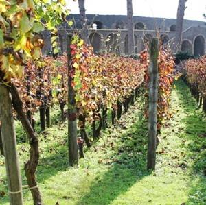 Vendemmia negli Scavi di Pompei