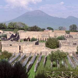 Vigneti negli scavi