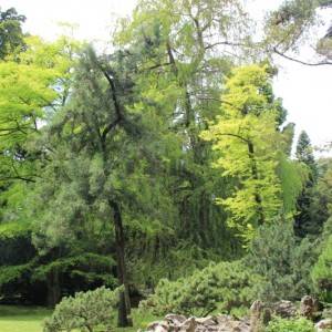 Alberi in festa nell’Orto Botanico di Napoli (photo Federica Rispoli)