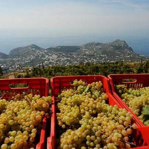 Vitigno Campania