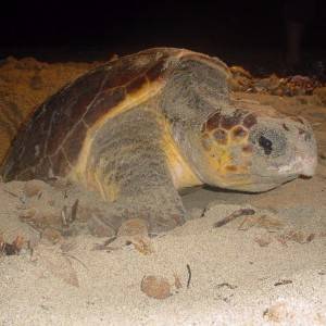 La tartatuga Caretta-Caretta