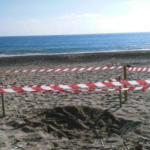 Marina di Camerota, il nido di tartaruga messo in sicurezza