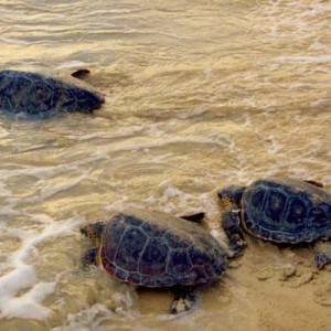 Tartarughe Caretta Caretta