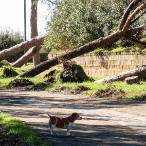 Parco Virgiliano o Parco della Rimembranza Ph RICCARDO SIANO
